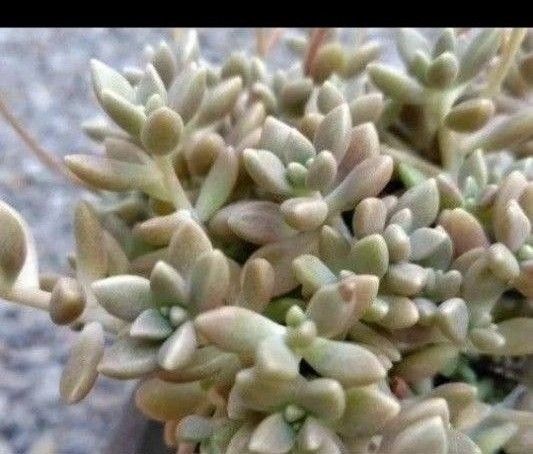 無農薬姫秀麗 多肉植物 カット苗(根なし)+おまけの葉挿し付き 姫秀麗 姫秋麗 ヒメシュウレイ 無農薬 お試しセット 送料無料