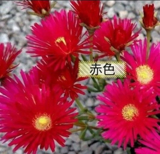 無農薬マツバギク赤 赤色x2苗 2苗 安心根付き苗 掘り上げ苗 苗 根付き 松葉菊 赤色のお花 送料無料 赤色2苗 赤色マツバギク