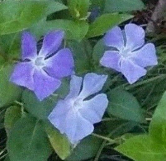 無農薬ツルニチニチソウ カット枝(カットつる)10本 つる性 丈夫 グランドカバー 紫色のお花 育てやすい 宿根草 送料無料