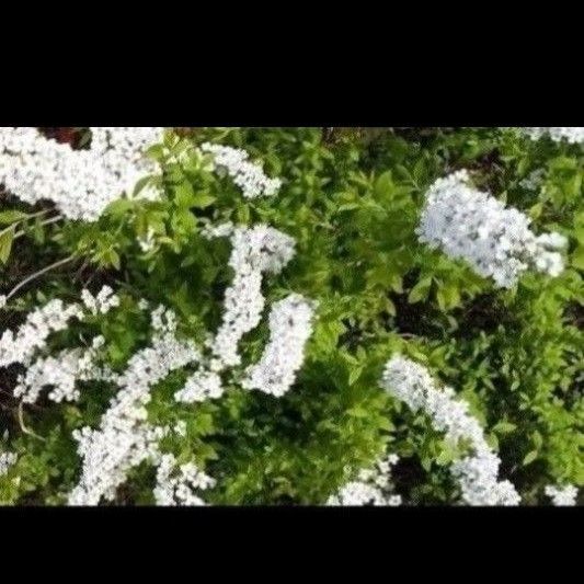 無農薬ユキヤナギ 挿し穂(挿し木用)・ゆうパケットポスト対応の箱に沢山つめて発送 ガーデニング 丈夫 白色のお花 庭木 送料無料