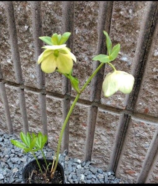 無農薬クリスマスローズ開花株 苗 根付き 鉢 1鉢分 送料無料 匿名配送