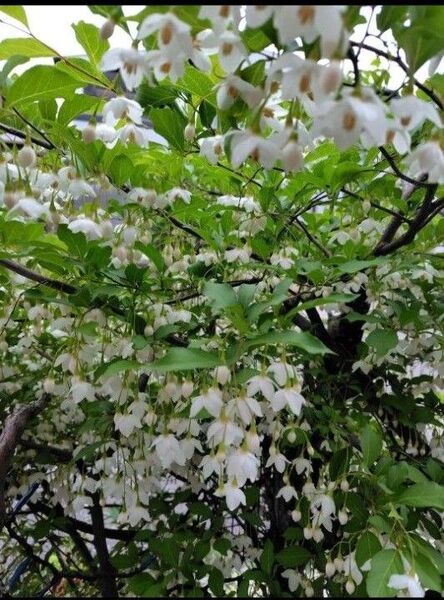 無農薬エゴノキ 生花 花 花付き枝 エゴノキ ドライフラワー レジン 押し花 送料無料 匿名配送