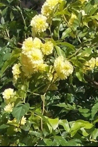 無農薬黄色八重咲き モッコウバラ 黄色のお花 黄色 生花 花(房) カット 送料無料 匿名配送 フリー素材