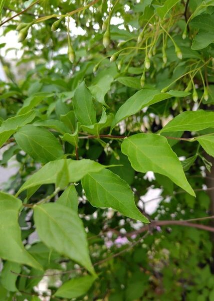 無農薬エゴノキ 挿し木用 (挿し穂)10本+数本おまけ付き 挿し木 挿し穂 白色のお花 丈夫 シンボルツリー 送料無料 匿名配送