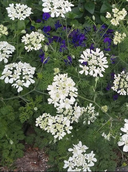 無農薬オルレイア ホワイトレース グランディフローラ オルラヤ オルレア 白いお花 花 カット花 生花 フリー素材 ドライフラワー