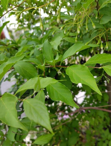 無農薬エゴノキ エゴノキ 挿し木用 (挿し穂)5本 挿し木 挿し穂 白色の花 庭木 木 盆栽 ミニ盆栽 シンボルツリー 送料無料