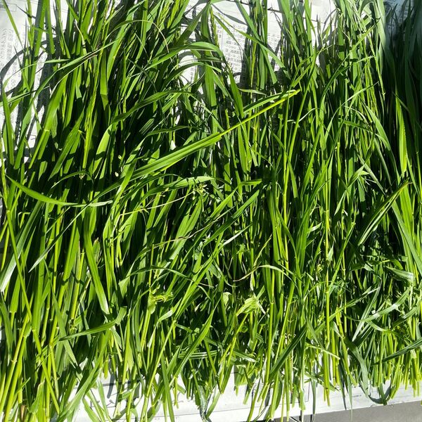 イタリアンライグラス*穂が出てます 生草 半乾燥 乾燥