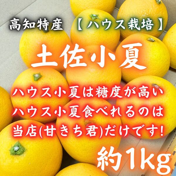 2高知産 温室小夏 土佐小夏 約1kg コンパクト 日向夏 ニューサマーオレンジ