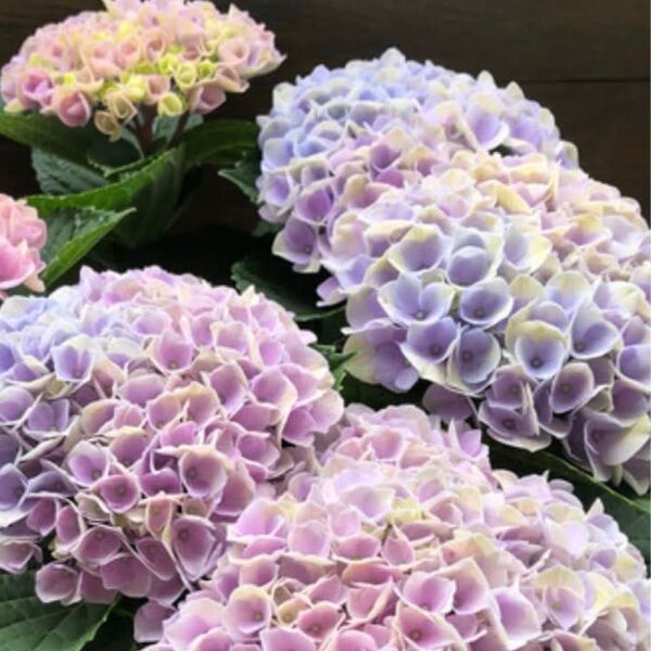虹色あじさい 抜き苗 ネコポス