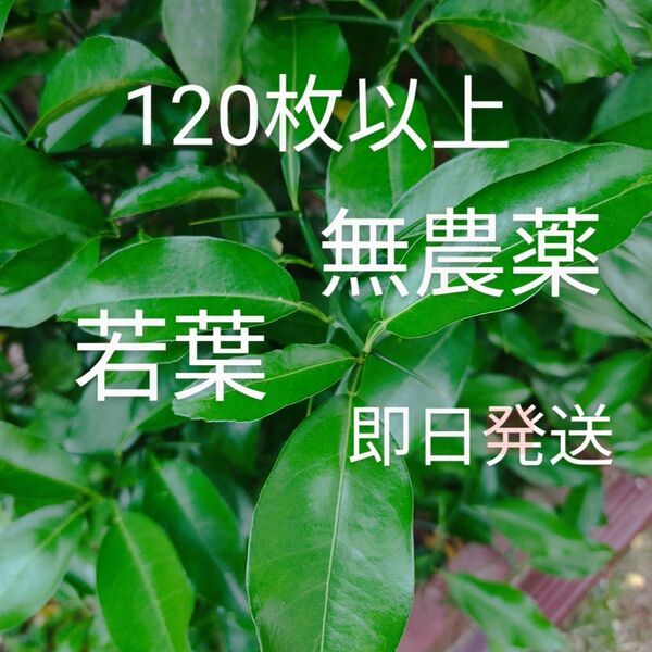 ゆずの葉 柑橘系の葉 120枚以上 枝付き 無農薬 アゲハ蝶餌 即日発送