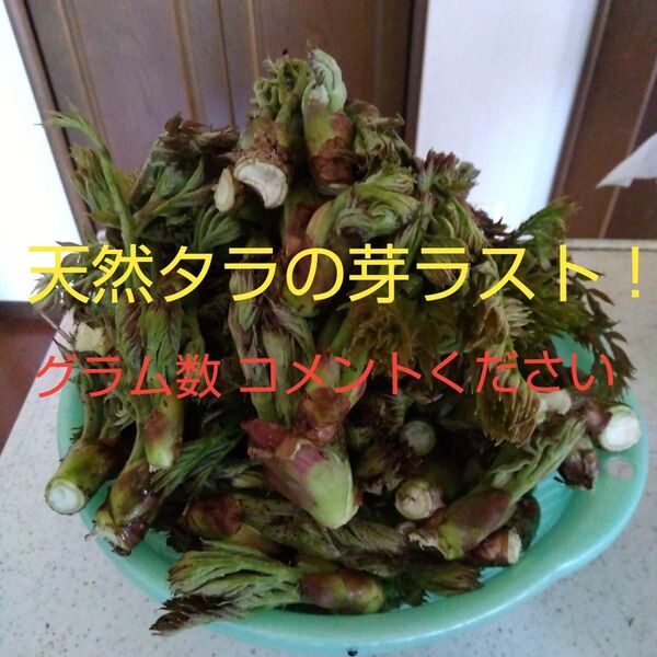 天然 タラの芽 今季ラスト 浅間山の麓より 質問欄から希望のグラム数をコメントください! たらの芽 山菜 天然