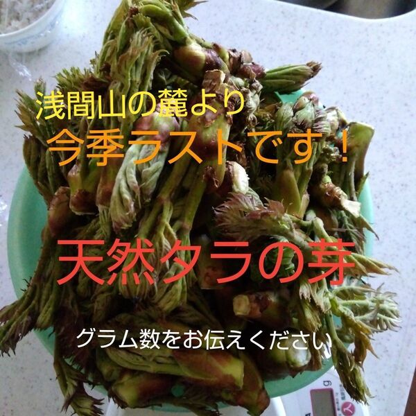 今季ラスト 天然タラの芽 浅間山の麓より 大小合わせて