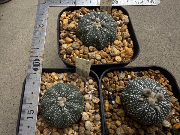 アストロフィツム 特大スーパーヒトデバタフライ模様兜 実生 3株セット