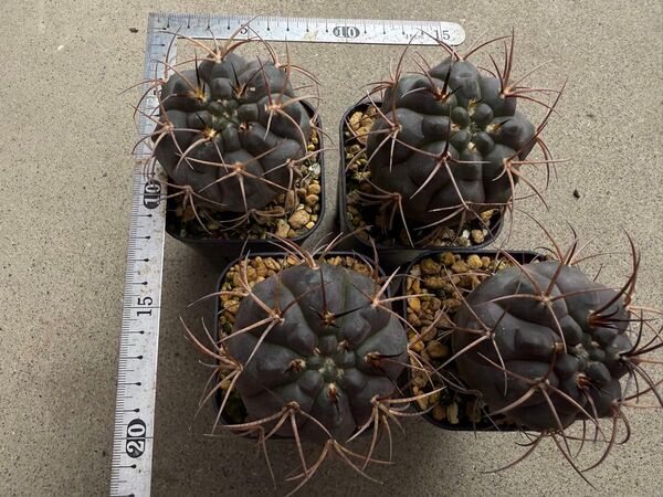 ギムノカリキウム 守金魔天竜 実生 4株セット