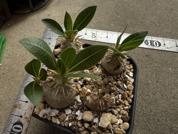 パキポディウム 恵比寿大黒 実生 4株
