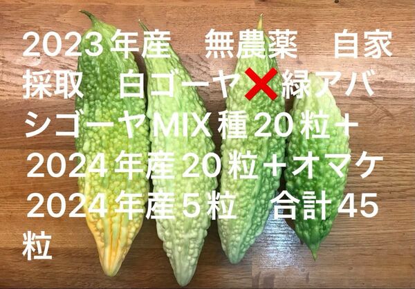 無農薬 自家採取 黄緑ゴーヤ種20粒(2023年産)+ 20粒(2024年産)緑ゴーヤと黄緑ゴーヤMIX オマケ5粒 合計45粒