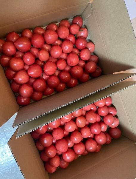 桃太郎トマト 小玉3kg 規格外 規格外野菜 新鮮 野菜 トマト おいしい 静岡県産