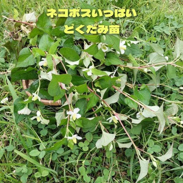 どくだみ苗 ネコポスいっぱい 農薬不使用
