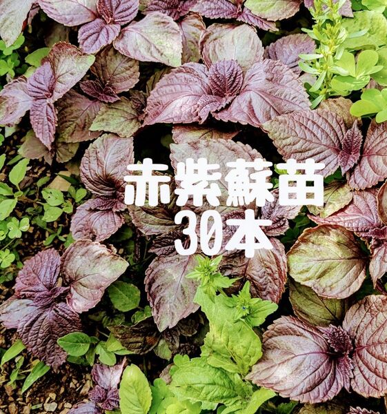 赤紫蘇苗