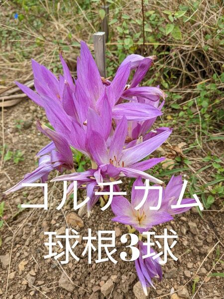 コルチカム球根