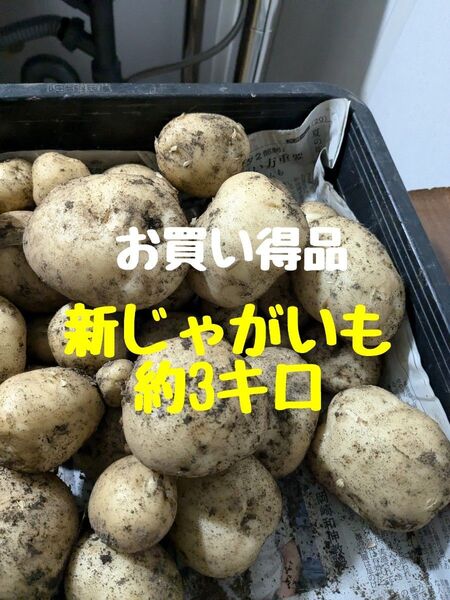 新じゃがいも