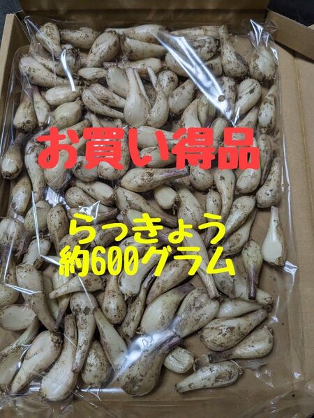 らっきょう