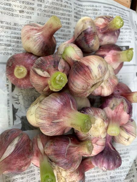 高知県産 にんにく1kg 農薬不使用