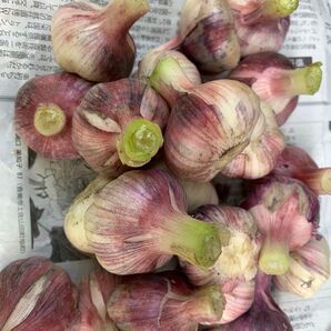 高知県産 にんにく1kg 農薬不使用