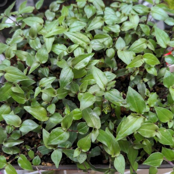 ブライダルベール植物 根有り