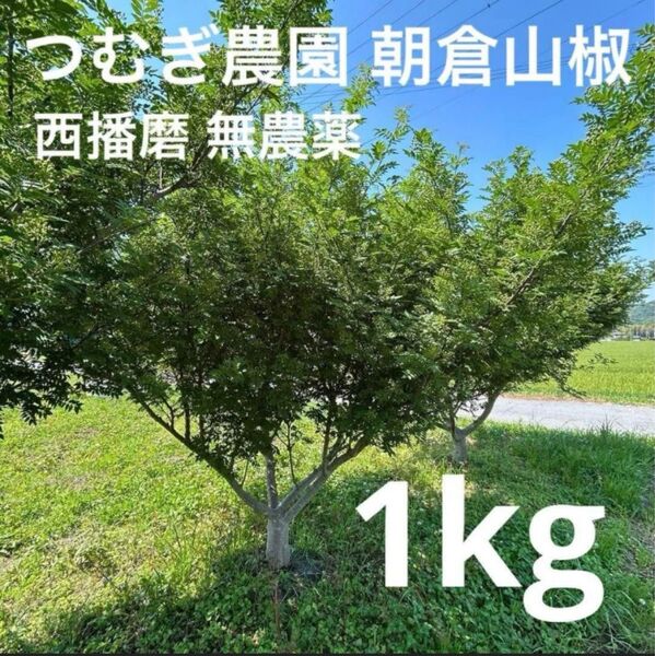 西播磨 朝倉山椒 実 無農薬 山椒の実 農家直送 つむぎ農園 1kg