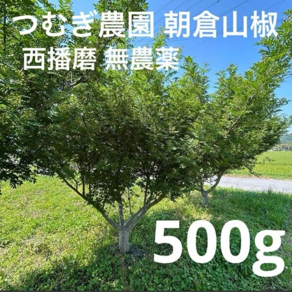 西播磨 朝倉山椒 実 無農薬 サンショウ 農家直送 つむぎ農園 500g