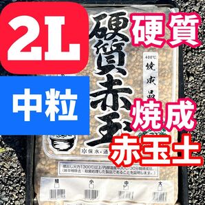 硬質 焼成 赤玉土 2L 【中粒】 グラキリス アガベ 多肉植物 サボテン 観葉植物 塊根植物 硬質赤玉土 パキプス