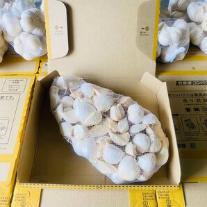 在庫限り L バラ 青森産 乾燥にんにく 福地ホワイト六片 大粒 ニンニク