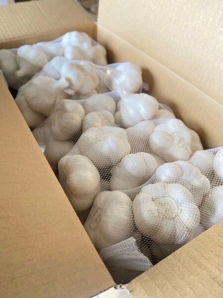 青森県産 乾燥にんにく 10kg M サイズ 福地ホワイト六片