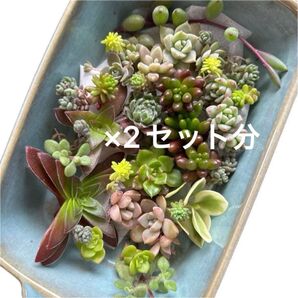 多肉植物 カット苗 寄せ植えに