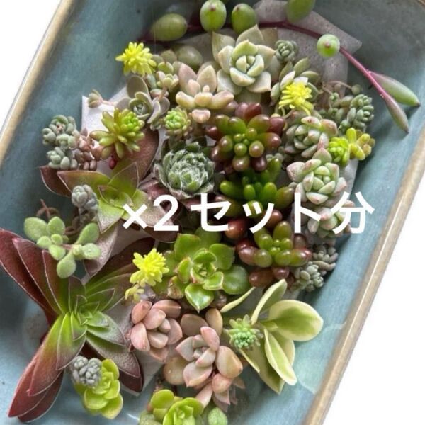 多肉植物 カット苗 寄せ植えに!初心者向け