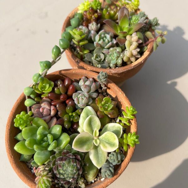 多肉植物 カット苗 寄せ植え