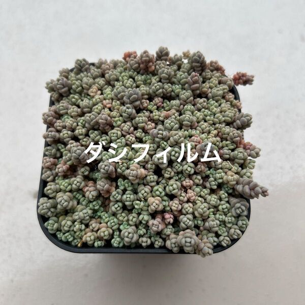多肉植物 ダシフィルム ポット全てぬき苗
