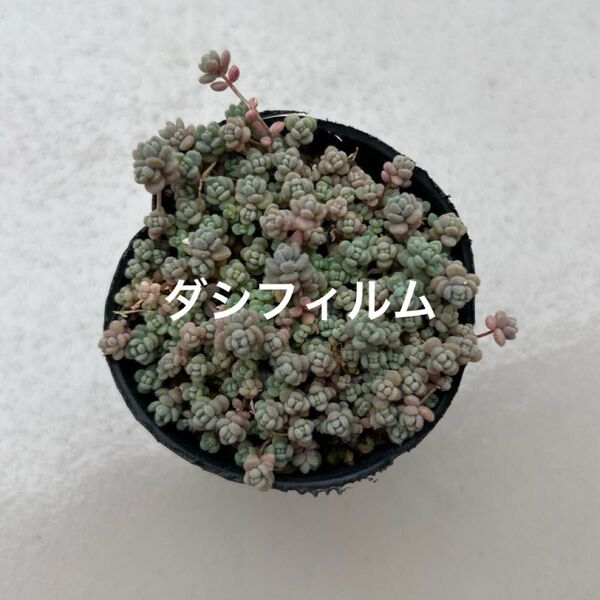 多肉植物 ダシフィルム ぬき苗