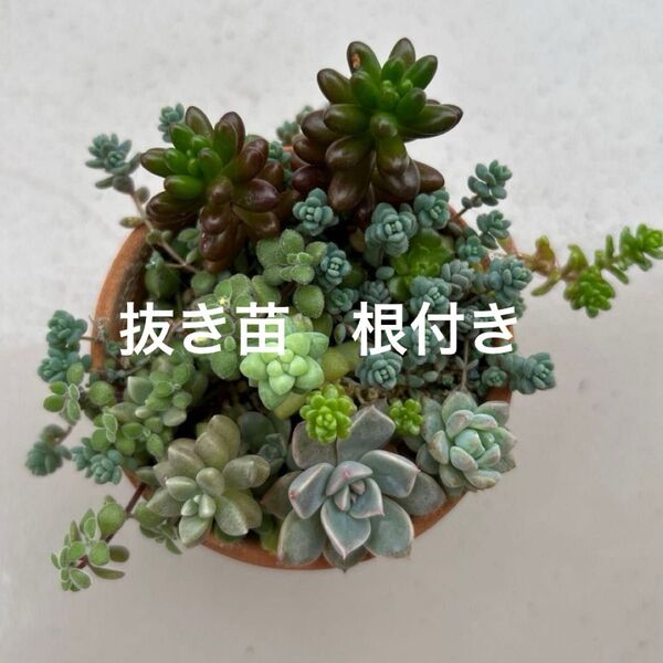 多肉植物 ぬき苗 根付き