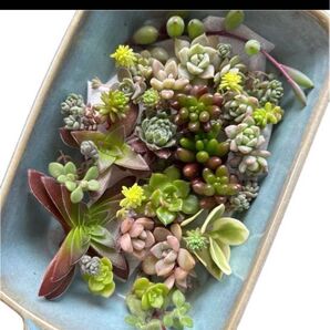 多肉植物 カット苗 寄せ植えに!