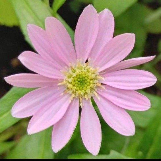 都忘れ ミヤコワスレ 優しいピンク 10苗 耐寒性◎ 日陰のお庭 茶花 ネコポス発送