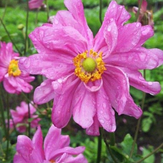 秋明菊 シュウメイギク ピンク 八重咲き 今季開花見込み株 2苗 ネコポス発送