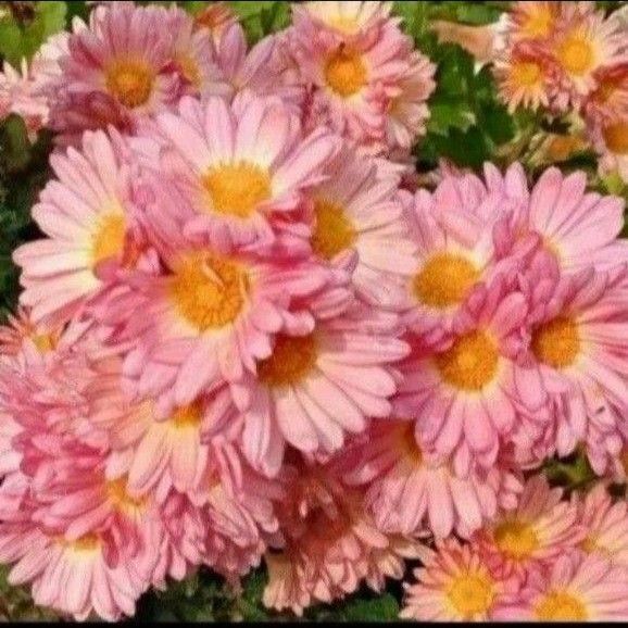 菊苗 2苗 モリモリ咲く ネコポス発送