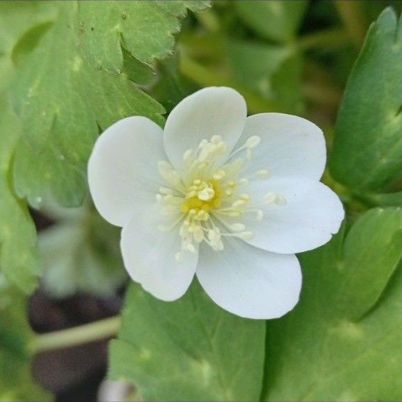ニリンソウ 山野草 10苗 全てお花付き ネコポス発送