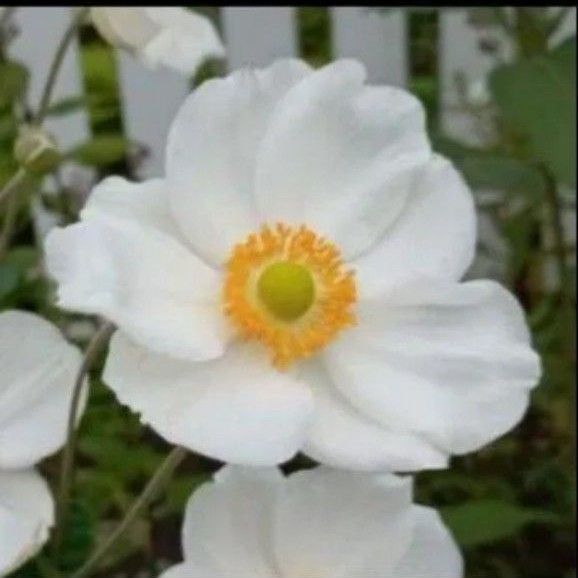 シュウメイギク 秋明菊 今季開花見込み株 2苗 耐寒性◎ ネコポス発送