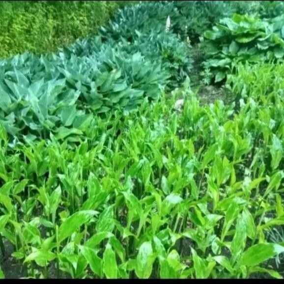 みょうが地下茎 無農薬 自然栽培 みょうがたけ5つ入り ゆうパケットポストminiいっぱい