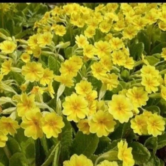 プリムラ 黄色いお花 開花中 3苗 耐寒性◎ ゆうパケットポストmini発送