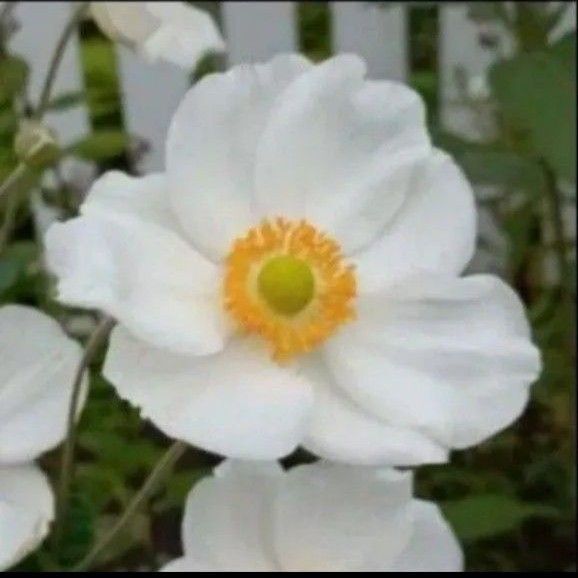シュウメイギク 秋明菊 今季開花見込み株 2苗 耐寒性◎ ネコポス発送