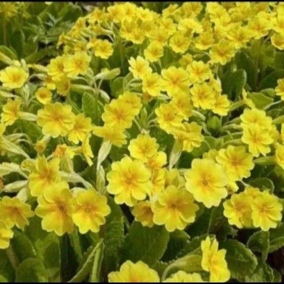 プリムラ 黄色いお花 チビ苗 耐寒性◎ ゆうパケットポストmini発送